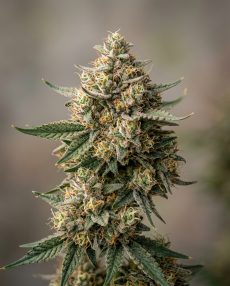 Banana Hammock Feminized Marijuana Seeds