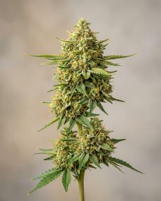 Banana Kush Feminized Marijuana Seeds