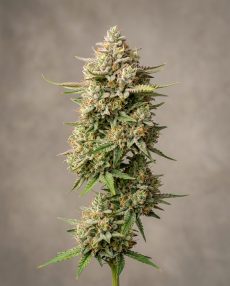 Banana Mac Feminized Marijuana Seeds