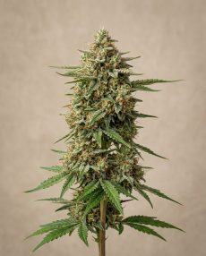 Banana OG Feminized Marijuana Seeds