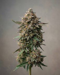 Banana Punch Feminized Marijuana Seeds
