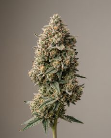 Banana Sherbet Feminized Marijuana Seeds