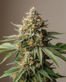 Banana Split Feminized Marijuana Seeds