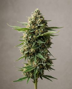 Big Bud Feminized Marijuana Seeds