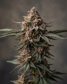 Black Cherry Punch Feminized Marijuana Seeds
