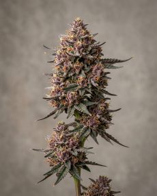 Black Cherry Soda Feminized Marijuana Seeds