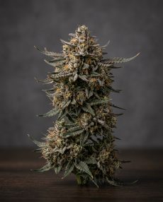 Black Domina Feminized Marijuana Seeds