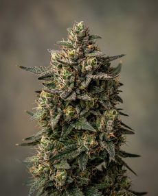 Black Jack Feminized Marijuana Seeds