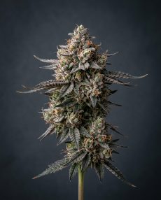 Black Phoenix Feminized Marijuana Seeds