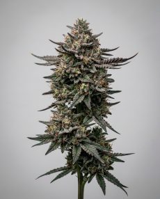 Blackberry Moonrocks Feminized Marijuana Seeds