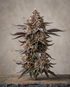 Blackberry Feminized Marijuana Seeds