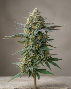 Blue Haze Feminized Marijuana Seeds