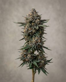 Blue Moonshine Feminized Marijuana Seeds