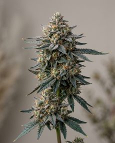 Blueberry Cheesecake Feminized Marijuana Seeds