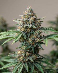 Blueberry Haze Feminized Marijuana Seeds