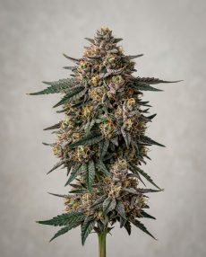 Blueberry Headband Feminized Marijuana Seeds