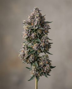 Blueberry Muffin Feminized Marijuana Seeds