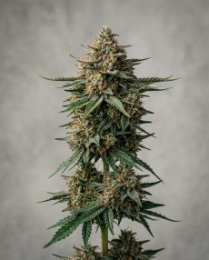 Bruce Banner Feminized Marijuana Seeds