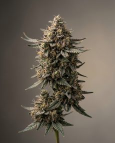 Bubba Diagonal Feminized Marijuana Seeds