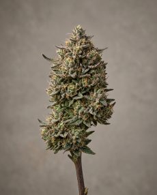 Bubba Kush 2.0 Feminized Marijuana Seeds