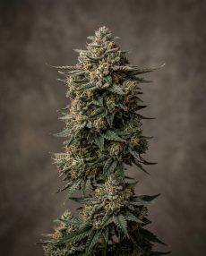 Bubba Kush Katsu Feminized Marijuana Seeds