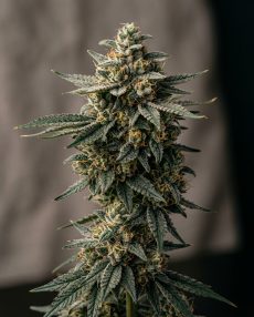 Bubba Kush Pre-98 Feminized Marijuana Seeds