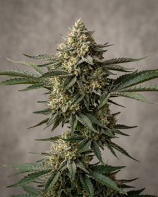 Bubba Kush Feminized Marijuana Seeds