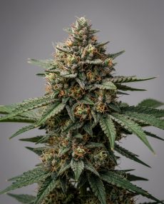 Bubble Kush Feminized Marijuana Seeds