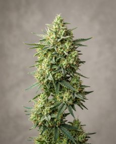 C99 Feminized Marijuana Seeds