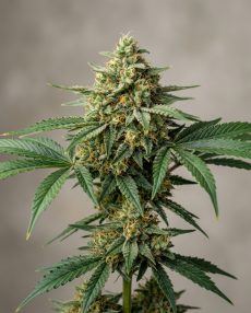 Canna-Tsu Feminized Marijuana Seeds