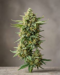 Cannalope Haze Feminized Marijuana Seeds