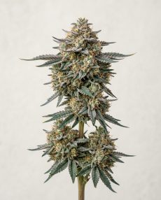 Cereal Milk Feminized Marijuana Seeds