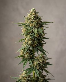 Chemdawg Feminized Marijuana Seeds
