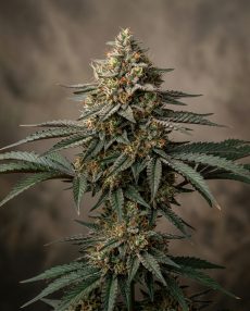 Cherry Bomb Feminized Marijuana Seeds
