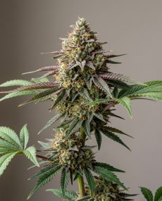 Cherry Kush Feminized Marijuana Seeds