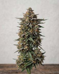 Cherry Limeade Feminized Marijuana Seeds