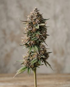 Cherry Pie Feminized Marijuana Seeds