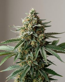 Cherry Wine Feminized Marijuana Seeds