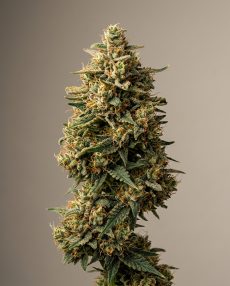 Chocolope Feminized Marijuana Seeds