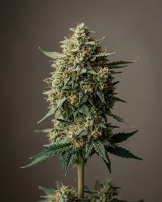 Chronic Feminized Marijuana Seeds