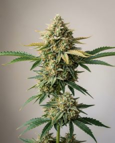 Cinex Feminized Marijuana Seeds