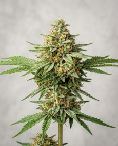 Clementine Feminized Marijuana Seeds