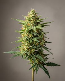 Colombian Gold Feminized Marijuana Seeds