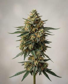 Critical Hog Feminized Marijuana Seeds