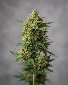 Critical Jack Feminized Marijuana Seeds