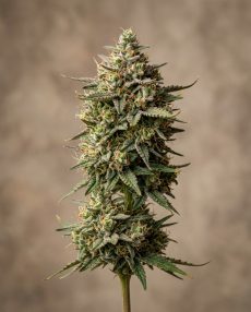 Critical Kush Feminized Marijuana Seeds