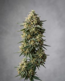 Critical Neville Haze Feminized Marijuana Seeds
