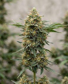 Critical Plus Feminized Marijuana Seeds