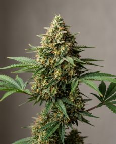 Critical+ Feminized Marijuana Seeds