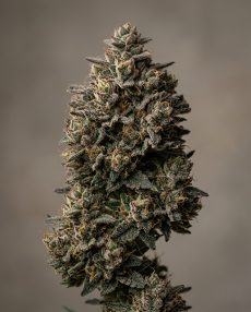 Deep Chunk Feminized Marijuana Seeds